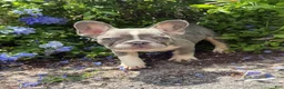 French Bulldog dogs for sale: Dimitri Lilac Tri boy - Ad 1