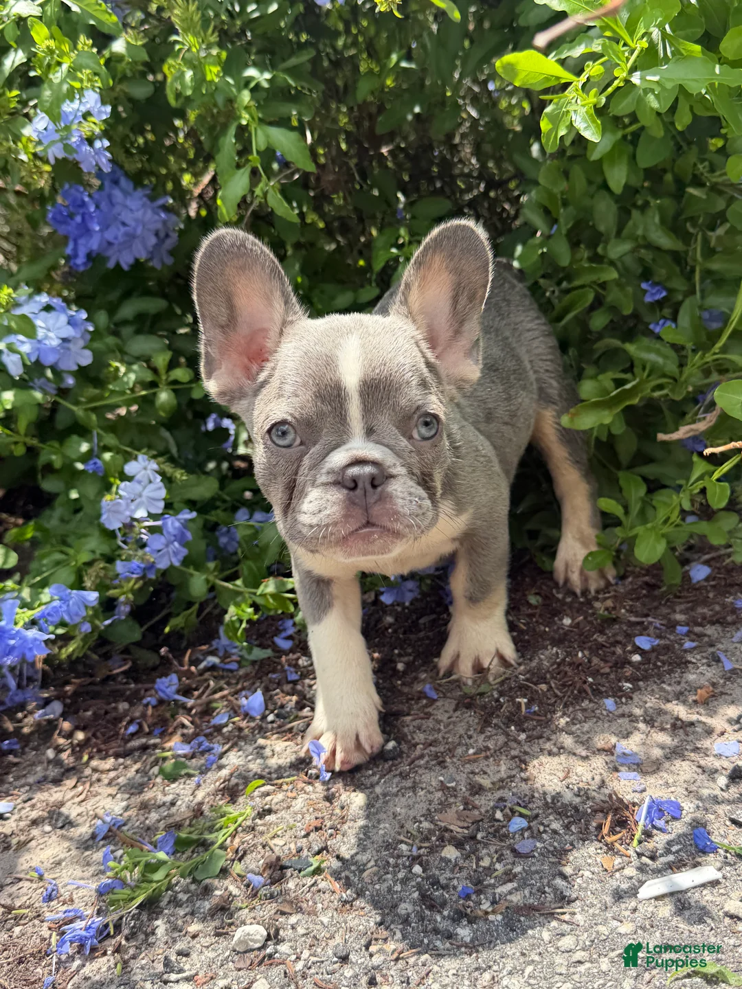 French Bulldog dogs for sale: Dimitri Lilac Tri boy - Ad 1