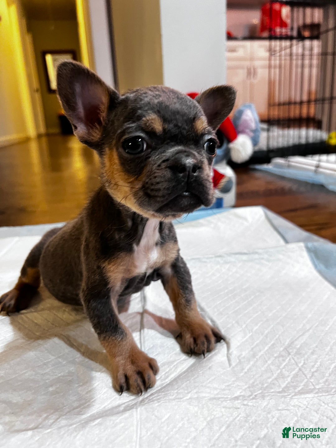 French Bulldog dogs for sale: French Bulldog Puppy 2 - Ad 2