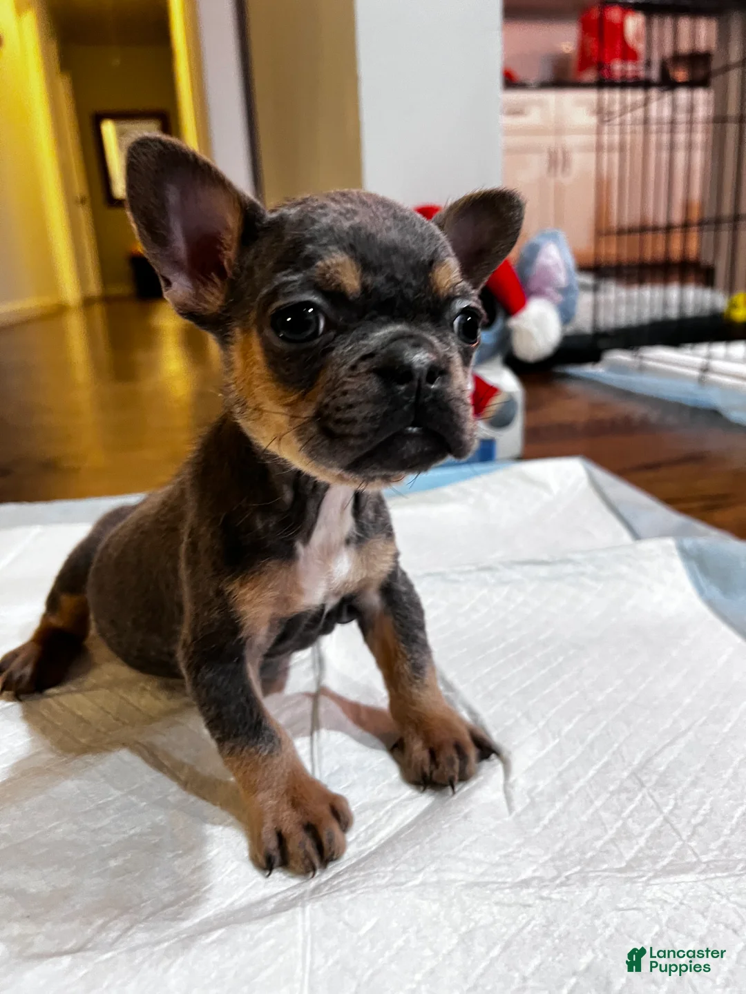 French Bulldog dogs for sale: French Bulldog Puppy 2 - Ad 2
