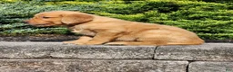 Golden Retriever dogs for sale: Chief - Ad 6