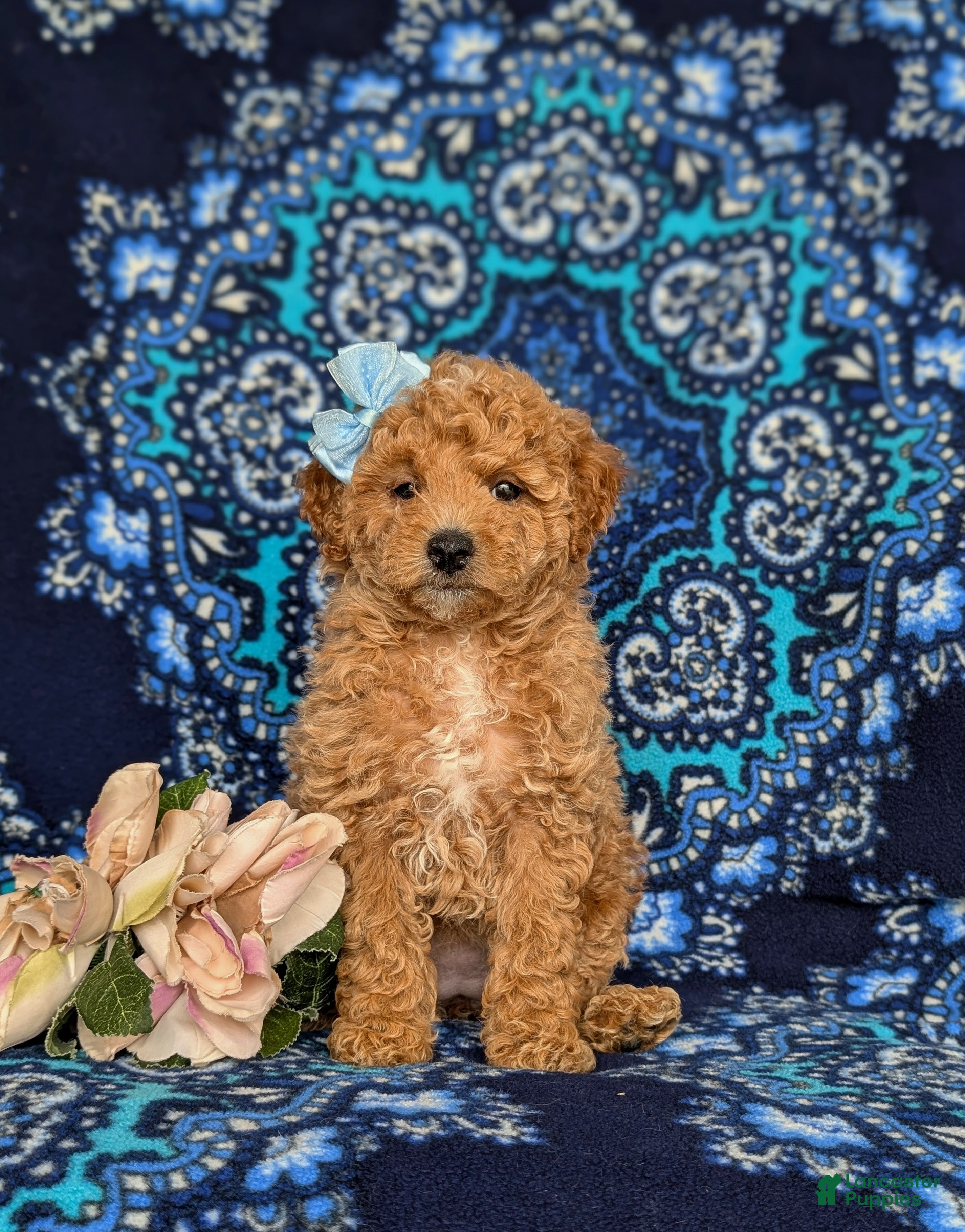 Miniature Poodle dogs for sale: Pixey - Ad 2