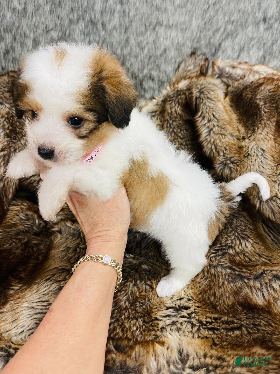 Mixed Breed dogs for sale: Snickerdoodle  - Ad 3