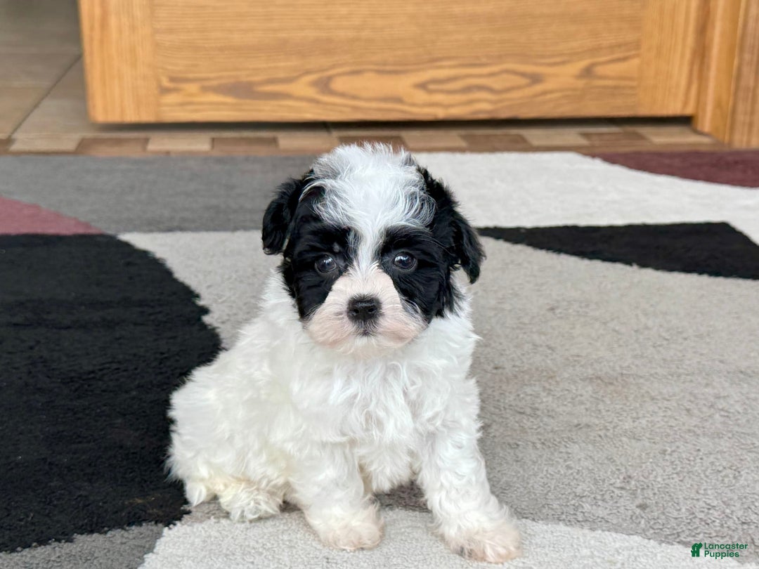 Havanese dogs for sale: Nathan - Ad 3