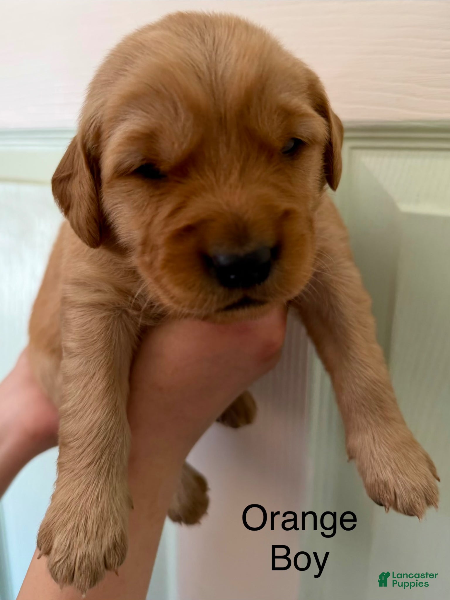 Golden Retriever dogs Orange Boy  - Ad 1