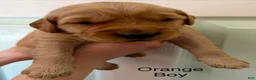 Golden Retriever dogs for sale: Orange Boy  - Ad 1