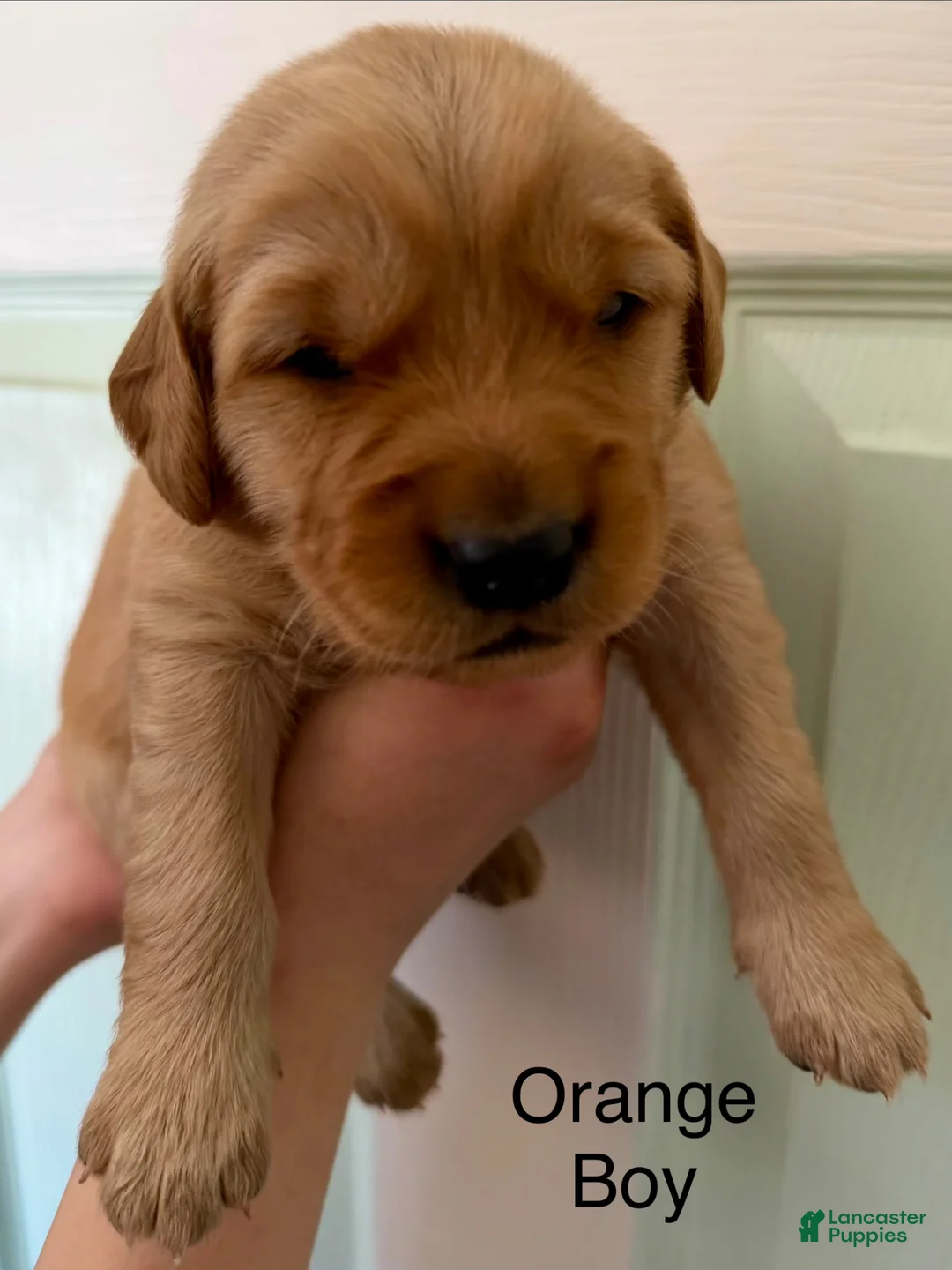 Golden Retriever dogs for sale: Orange Boy  - Ad 1