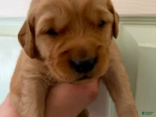 Golden Retriever dogs Orange Boy - Ad 1