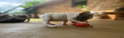 French Bulldog dogs for sale: Mad Max - Ad 6
