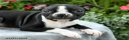 Boston Terrier dogs for sale: Becket - Ad 4