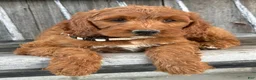 Irish Doodle dogs for sale: Juniper - Ad 19