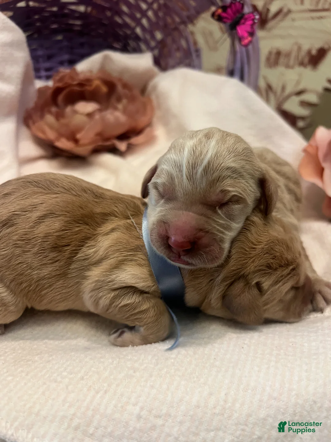 Labradoodle dogs for sale: Labradoodle Puppy 2 - Ad 2