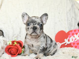 French Bulldog dogs Barkley - Ad 17