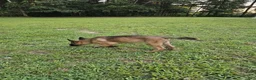 Mixed Breed dogs for sale: Bunny - Ad 4