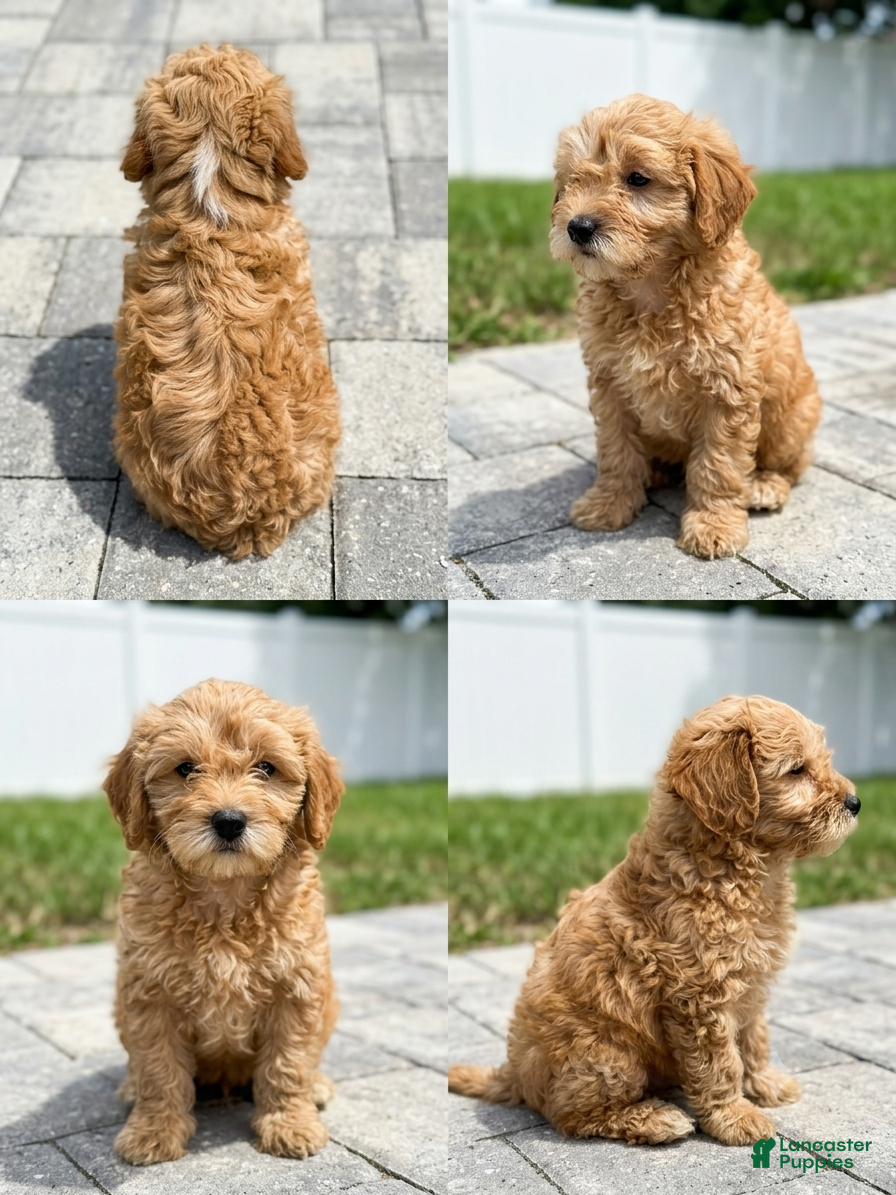 Mixed Breed dogs Mixed Breed 4 - Ad 1