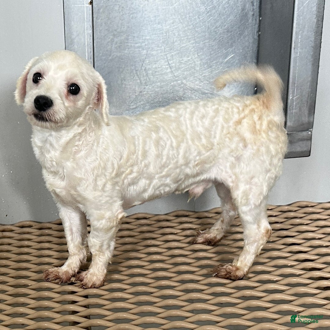 Maltipoo dogs for sale: Girl Maisie - 0211 - Ad 5