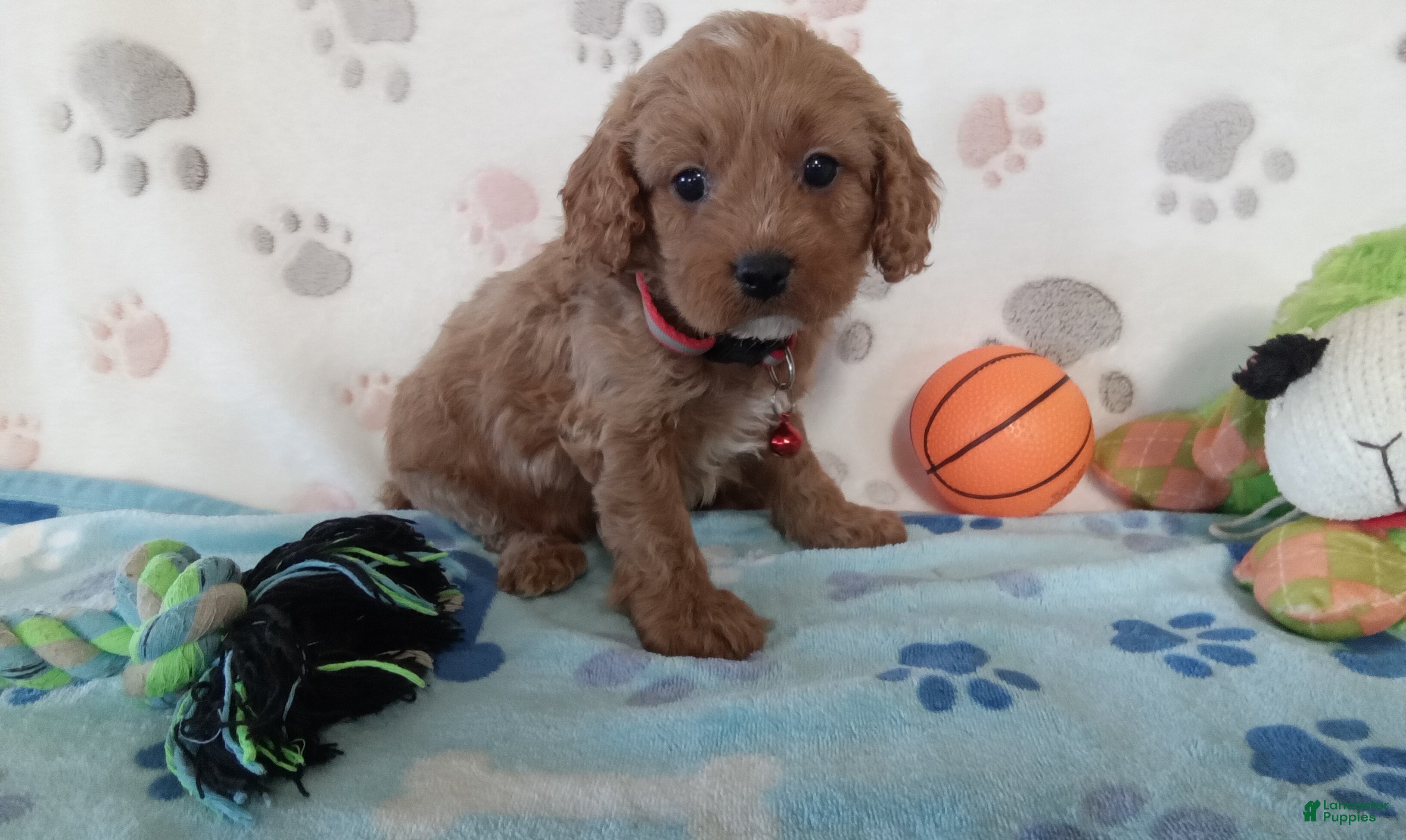 Cavapoo dogs Vincent  - Ad 1
