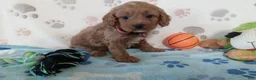 Cavapoo dogs for sale: Vincent  - Ad 1