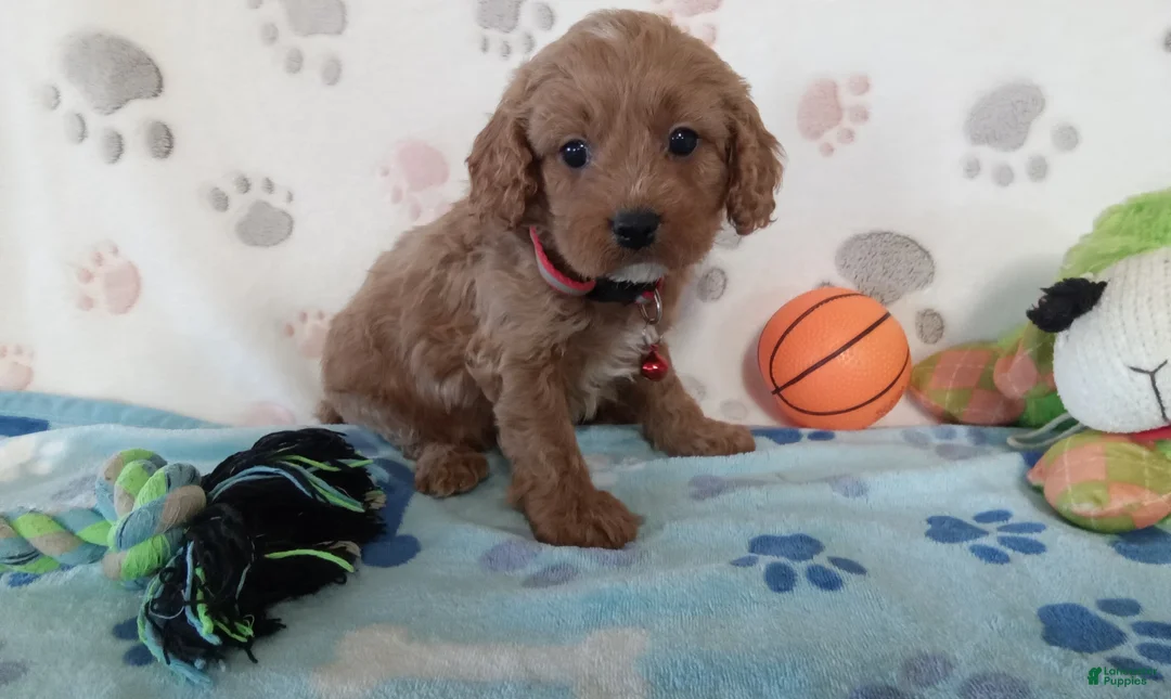 Cavapoo dogs for sale: Vincent  - Ad 1