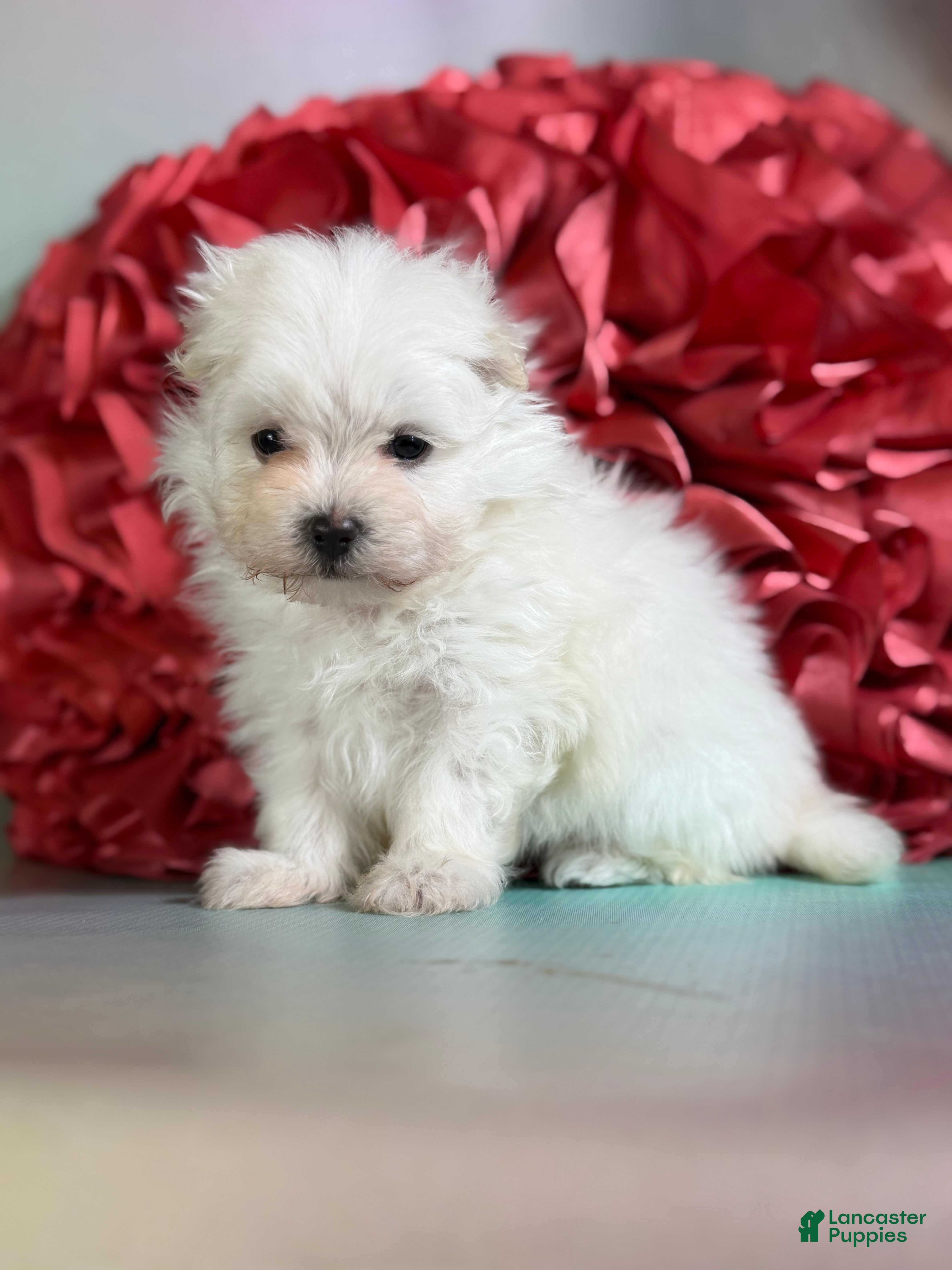 Maltipom dogs Daffodil - Ad 1