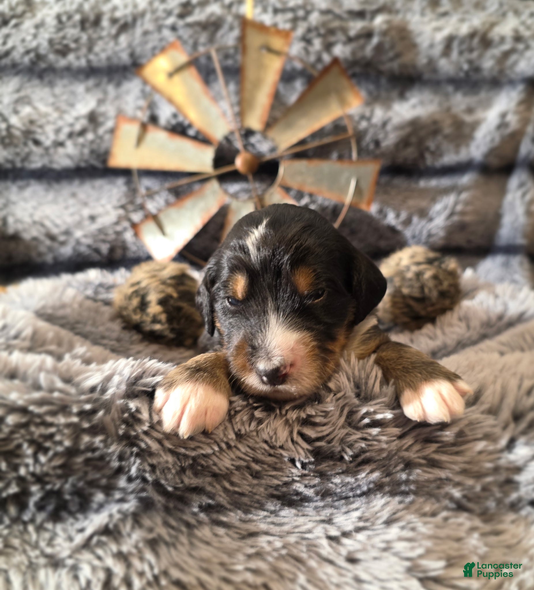 Bernedoodle dogs Bernedoodle Puppy 2 - Ad 16