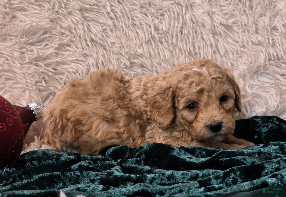 Mini Goldendoodle dogs for sale: Fluffy - Ad 2