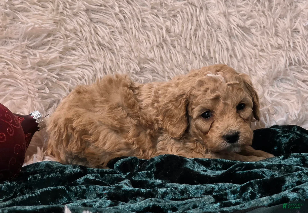 Mini Goldendoodle dogs for sale: Star - Ad 6