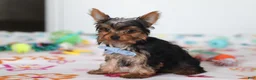 Yorkshire Terrier dogs for sale: Bear - Ad 4