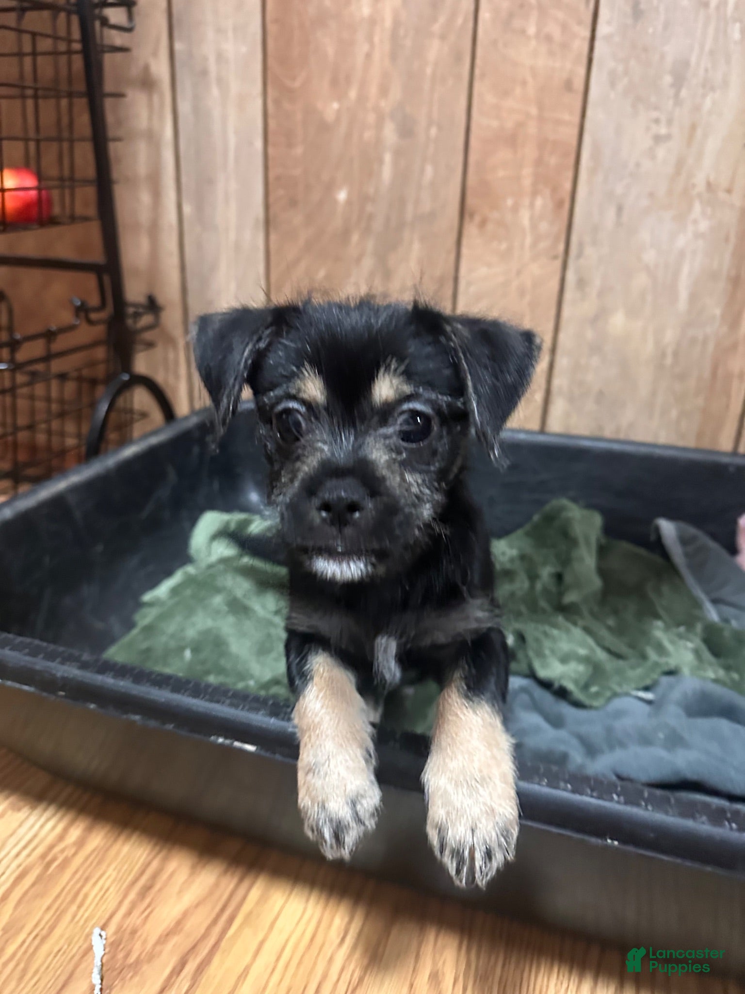 Mixed Breed dogs Mixed Breed 1 - Ad 32