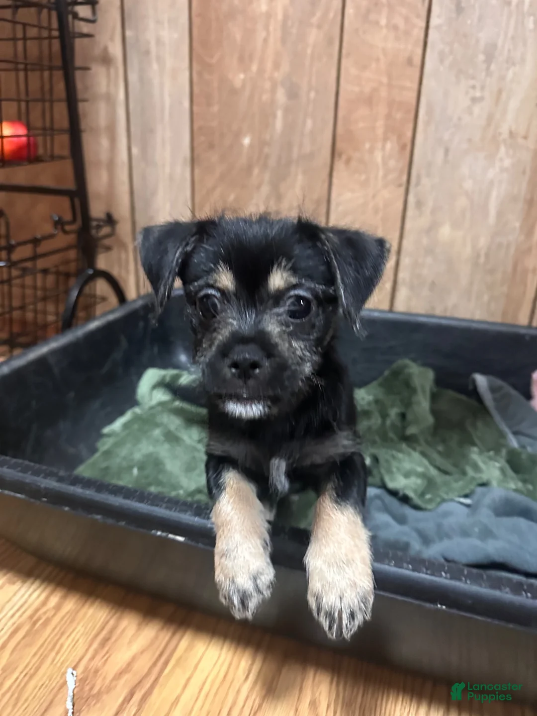 Mixed Breed dogs for sale: Mixed Breed 1 - Ad 1