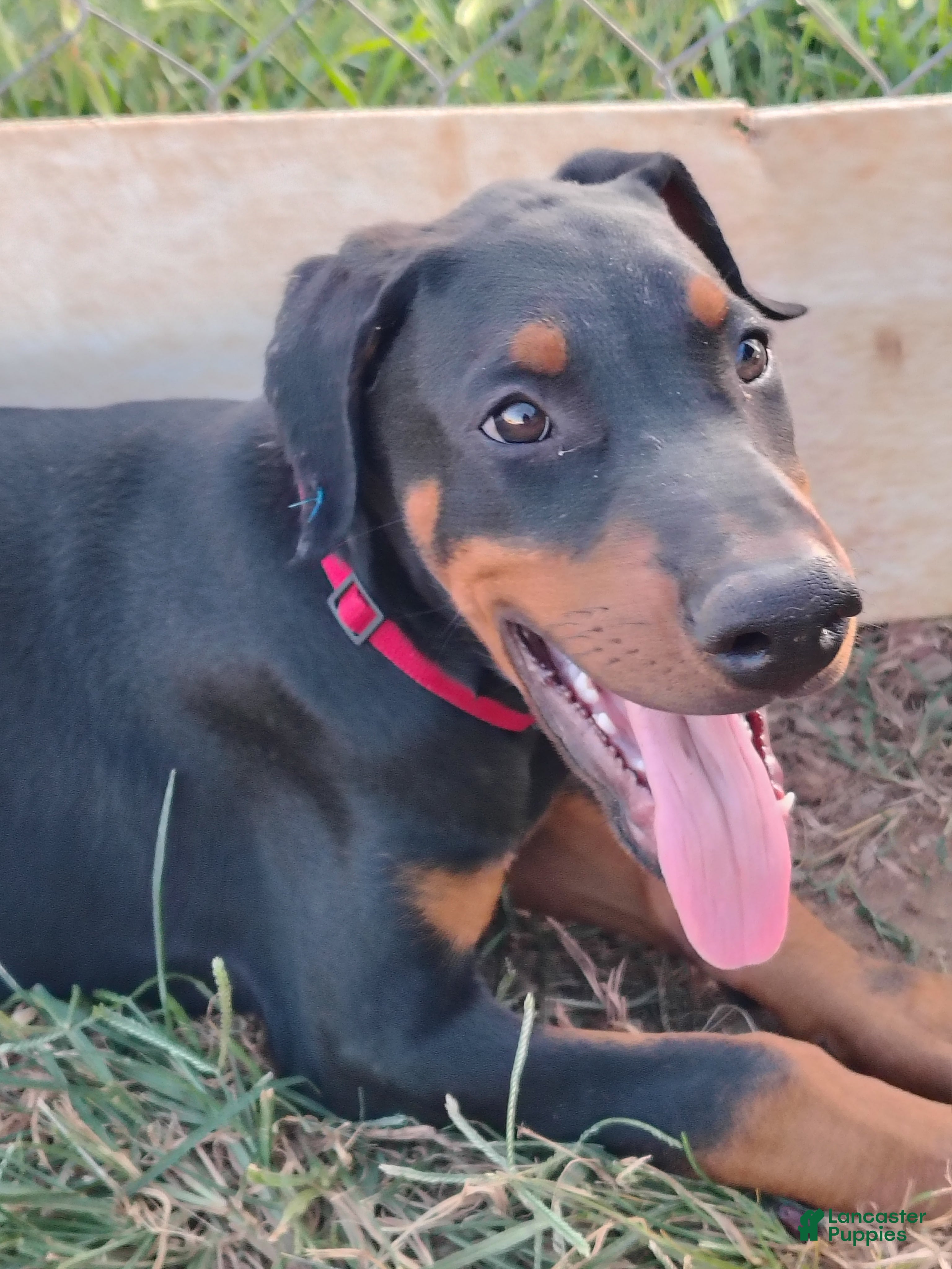 Doberman Pinscher dogs for sale: Seger / Red collar - Ad 2