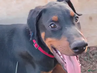 Doberman Pinscher dogs Seger / Red collar - Ad 15