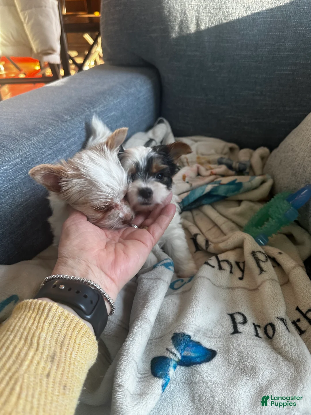 Yorkshire Terrier dogs for sale: AKC Glacierpaw - Ad 23