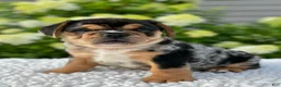 Mixed Breed dogs for sale: Olly - Ad 6
