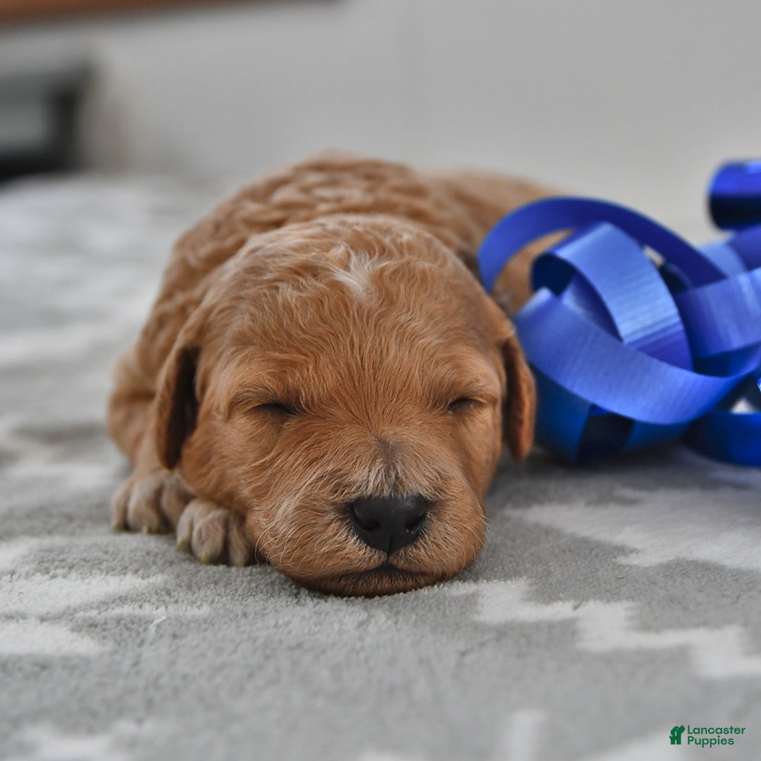 Mini Goldendoodle dogs for sale: Charlie - Ad 3