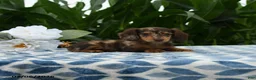 Miniature Dachshund dogs for sale: Adidas - Ad 3