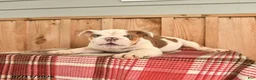 English Bulldog dogs for sale: Max - Ad 3