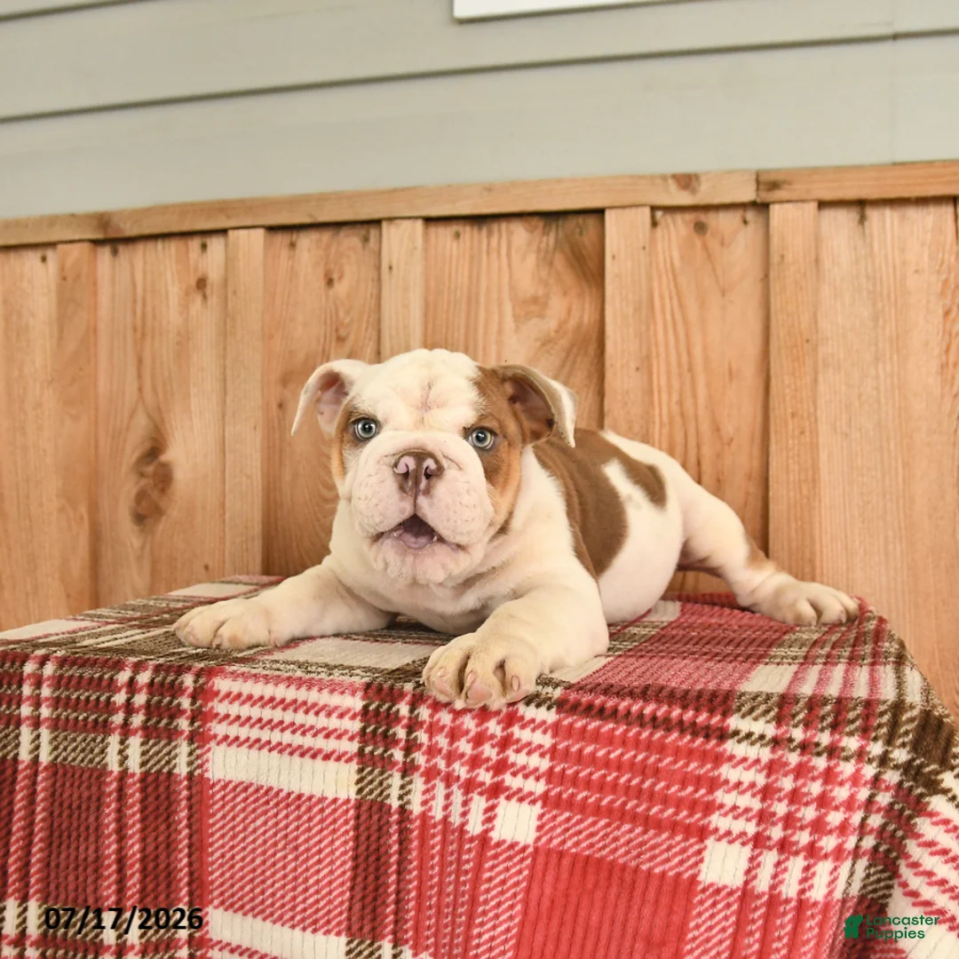 English Bulldog dogs for sale: Max - Ad 3