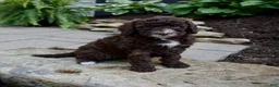 Mixed Breed dogs for sale: Felicity - Ad 3