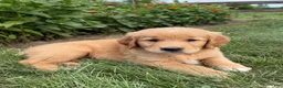 Golden Retriever dogs for sale: Bentley - Ad 4