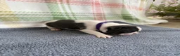 Boston Terrier dogs for sale: Boston Terrier 2 (Leia) - Ad 31
