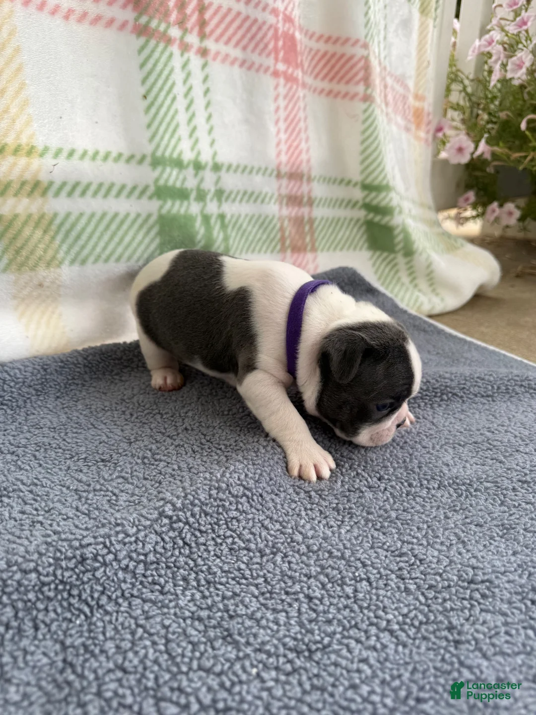 Boston Terrier dogs for sale: Boston Terrier 2 (Leia) - Ad 31