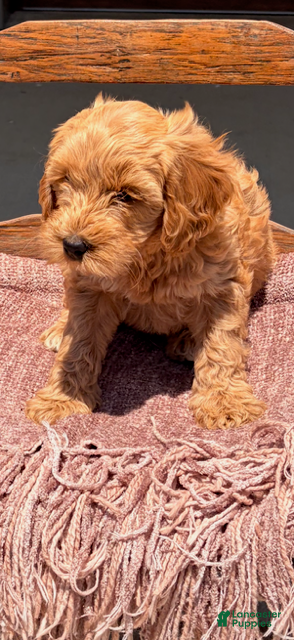 Labradoodle dogs Labradoodle 4 - Ad 1