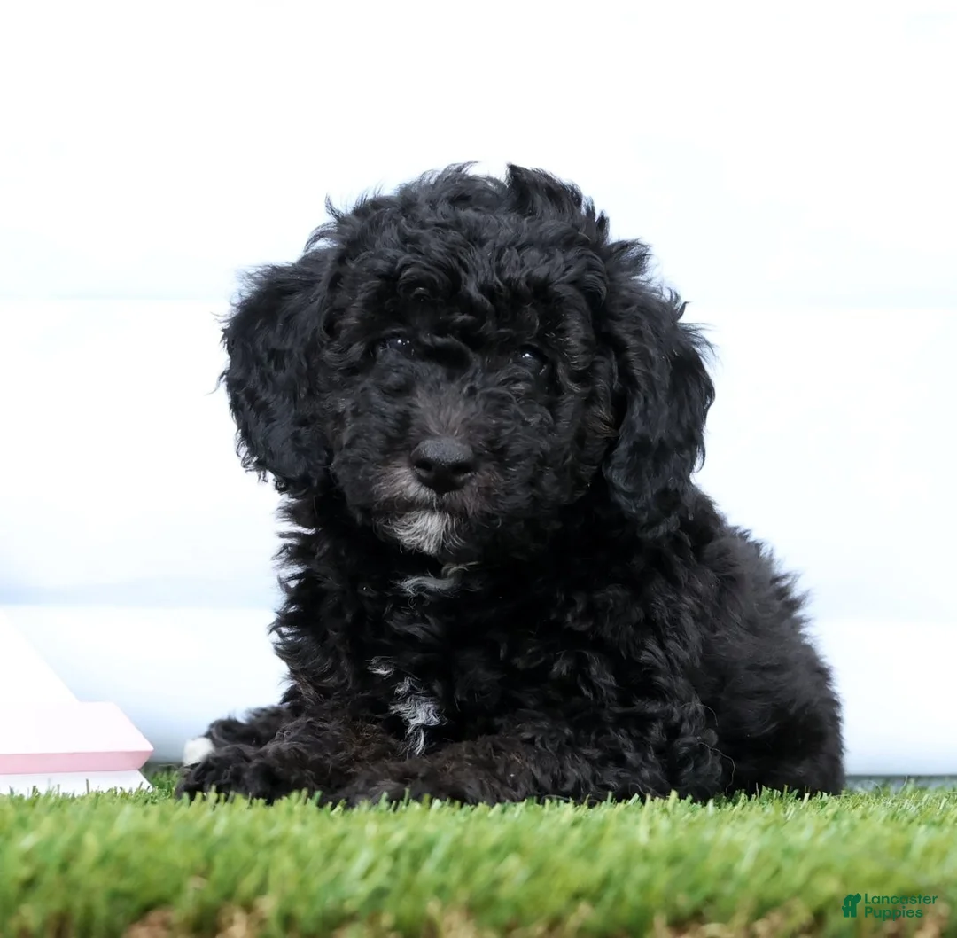 Miniature Poodle dogs for sale: Nero - Ad 1