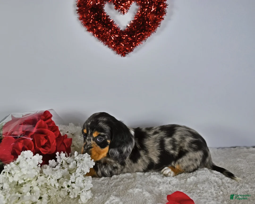 Miniature Dachshund dogs for sale: Daisy  - Ad 2