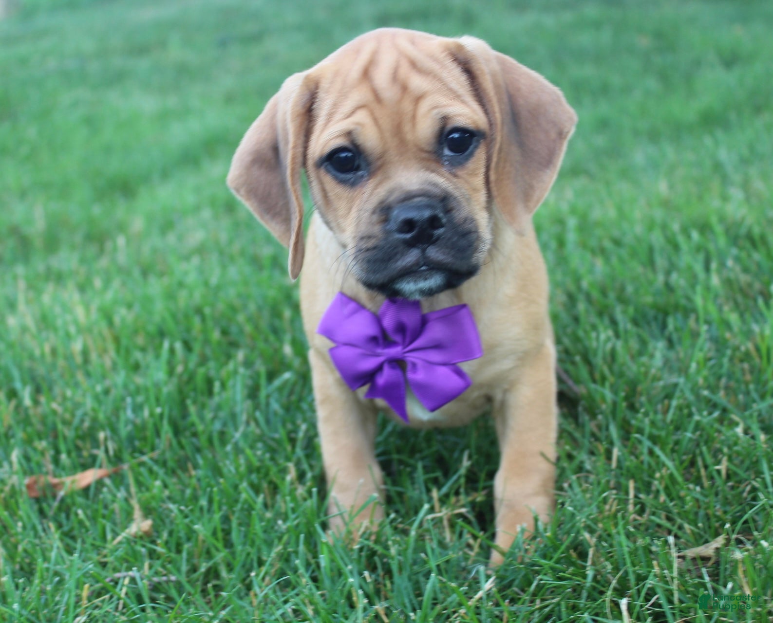 Puggle dogs Ryder - Ad 1