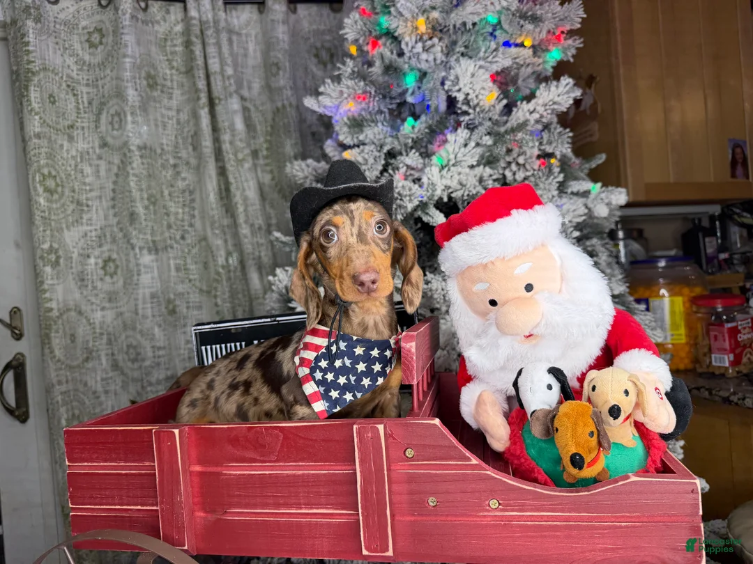 Miniature Dachshund dogs for sale: Rianna dappleShow boy - Ad 36