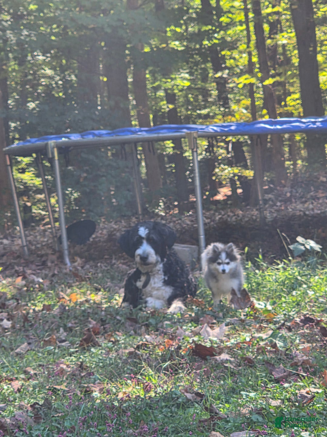 Pomsky dogs for sale: Periwinkle - Ad 3