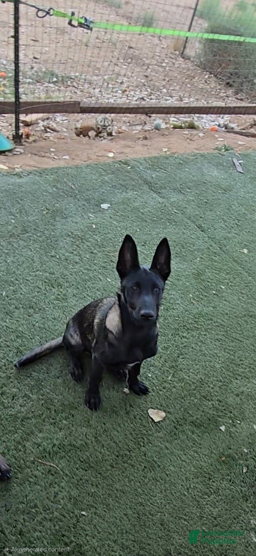 Belgian Malinois dogs for sale: White Collar Boy - Ad 2
