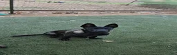 Belgian Malinois dogs for sale: White Collar Boy - Ad 1